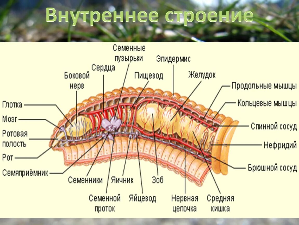 Из чего состоит червь. Строение дождевого червя. Внутреннее строение червя. Внутреннее строение дождевого червя. Строение червяка.