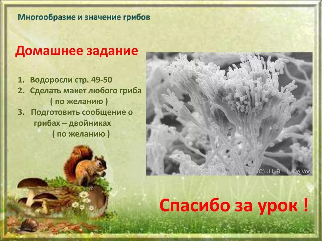 Разнообразие грибов презентация. Разнообразие грибов в природе. Многообразие грибов презентация. Разнообразие грибов и их значение.