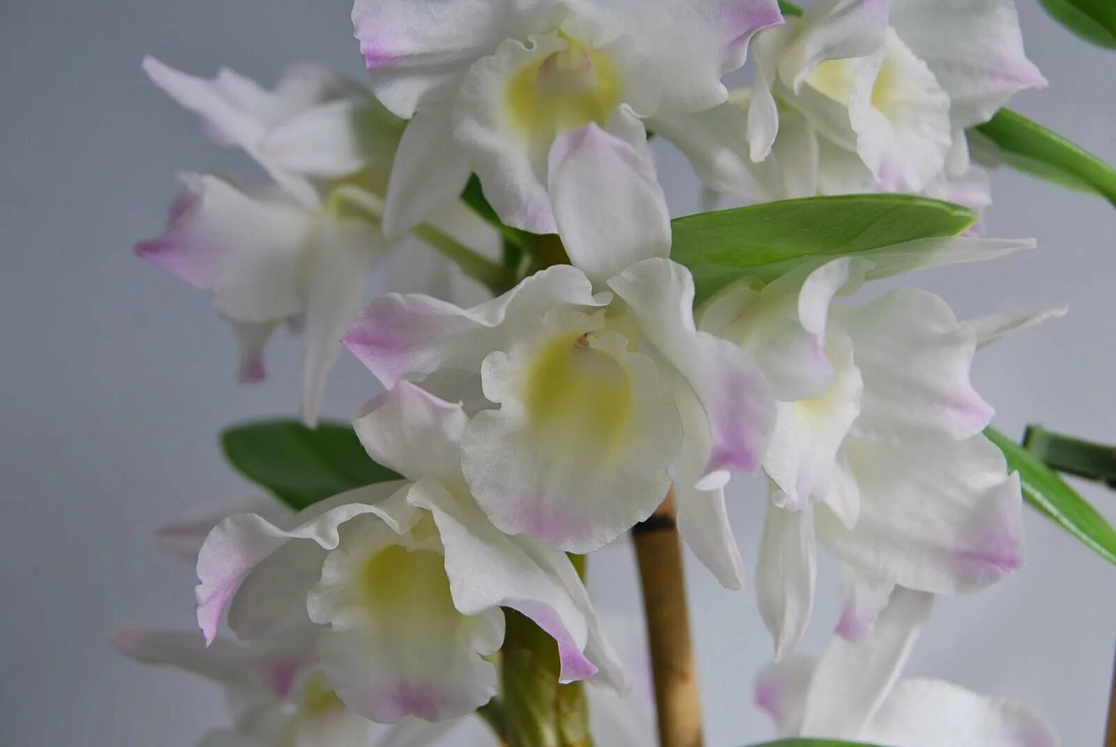 Орхидея Dendrobium Nobile. Дендробиум Аполлон. Дендробиум Нобиле белый. Орхидея Дендробиум Нобиле Аполлон. Дендробиум нобиле купить