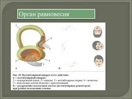Типы строения органа