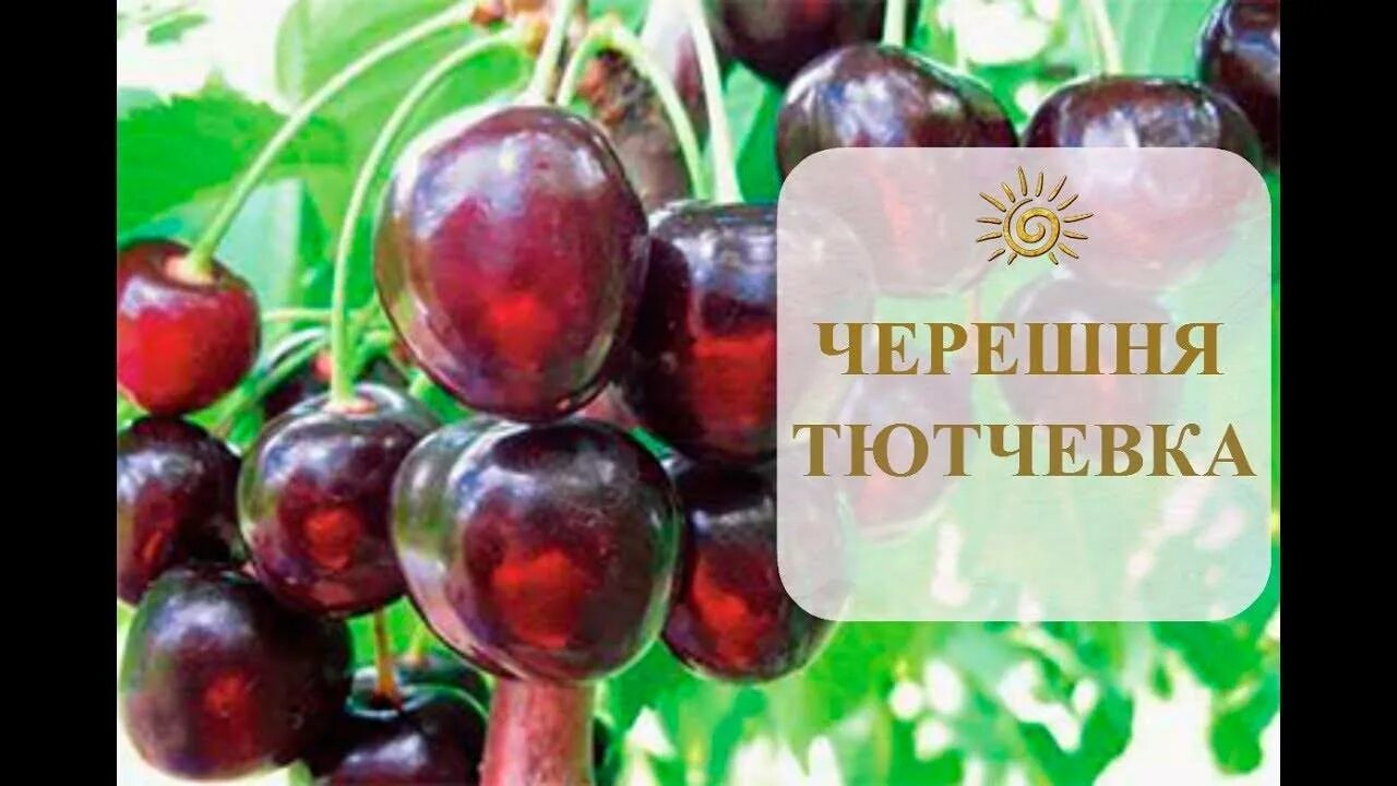 Тютчевка описание сорта фото. Сорт черешни тютчевка. Вишня тютчевка. Черешня тютчевка дерево. Черешня ревна и тютчевка.