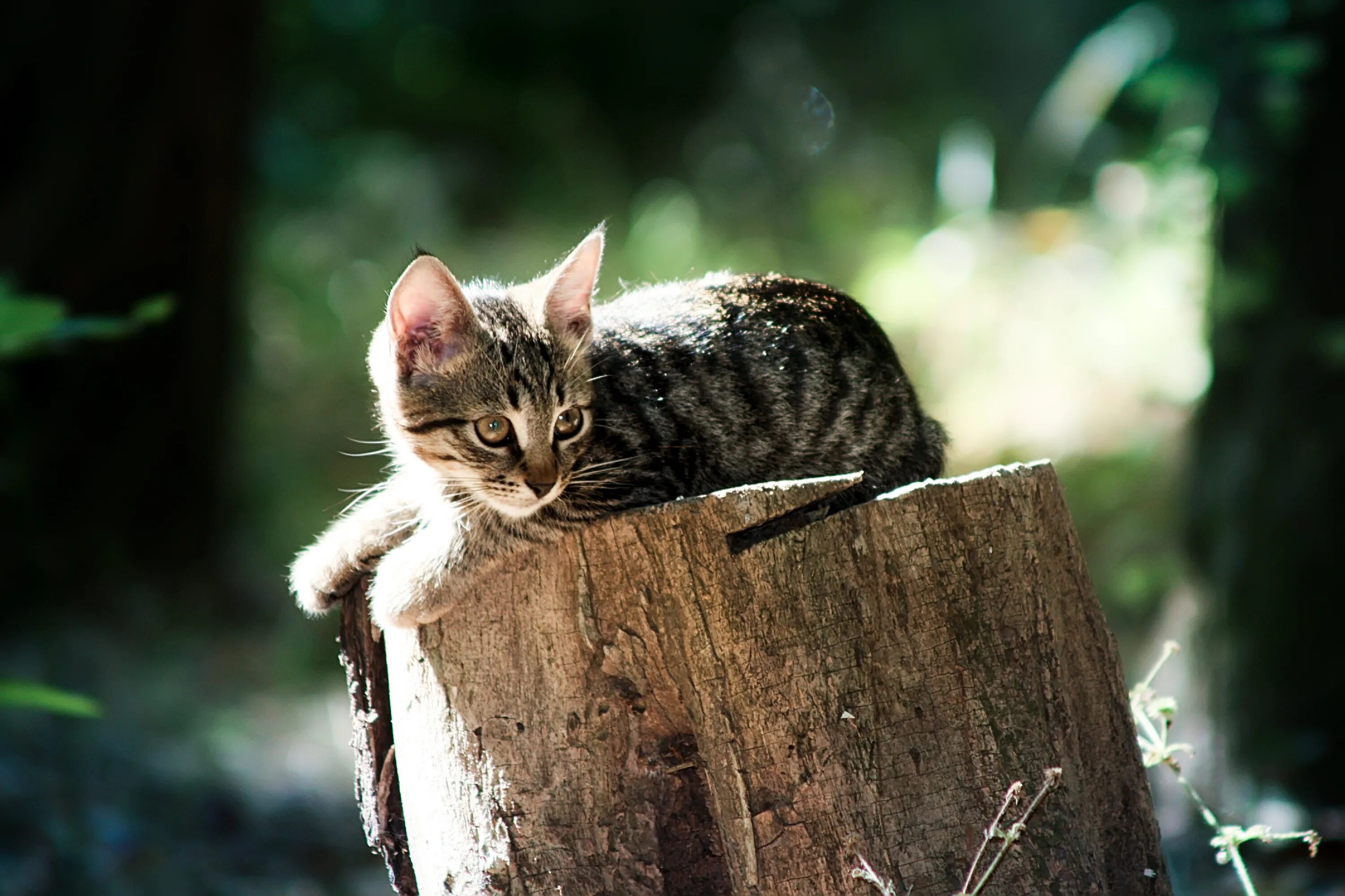 Лучшие качества кошки. Кошка. Кот на пне. Пень для кошки. Кошки фото.