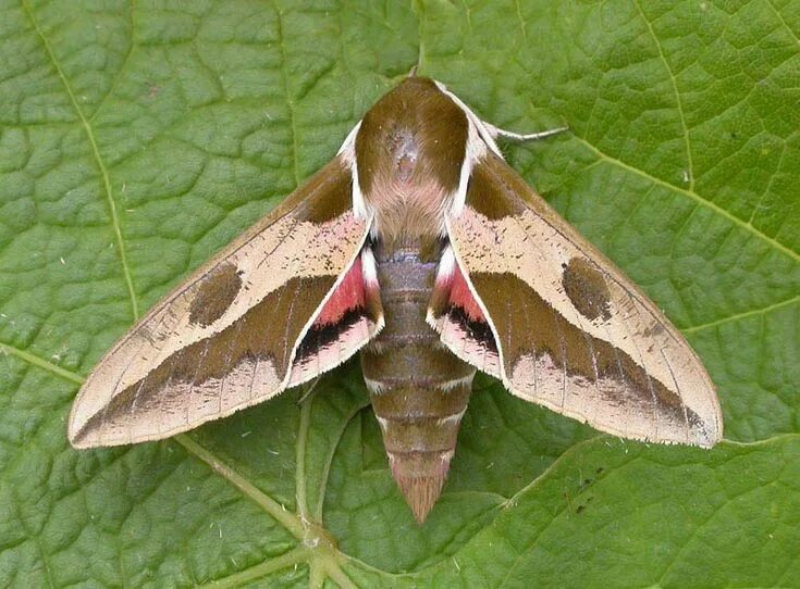 Бражник глазчатый / Smerinthus ocellata (Linnaeus, 1758) Бабочки Южного Урала