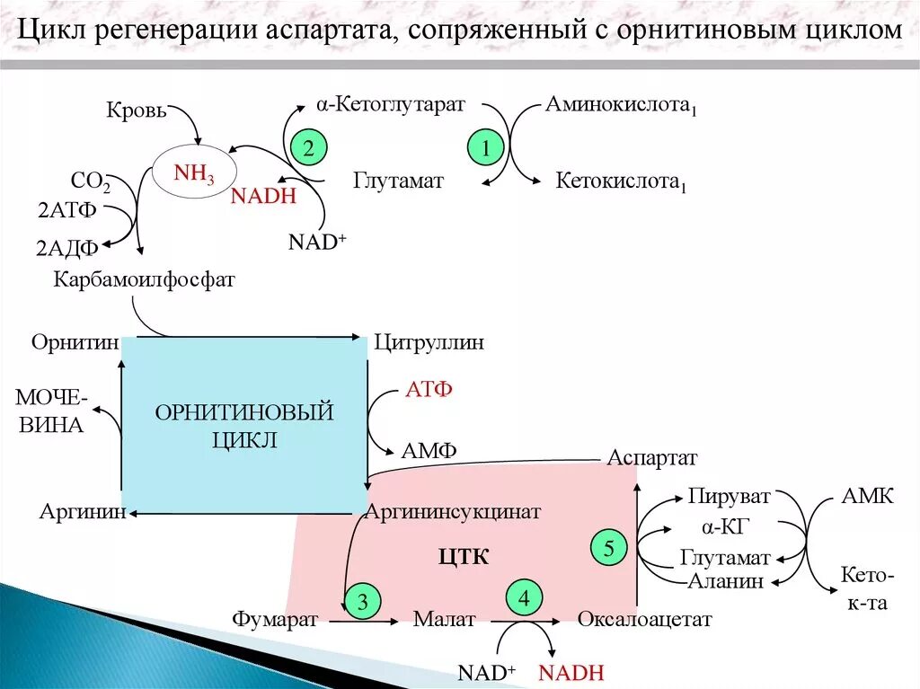 Орнитиновый цикл биохимия цитруллин. Цикл АТФ-АДФ биохимия. Цикл регенерации аспартата. Орнитиновый цикл биохимия реакции.