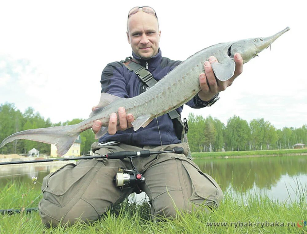 На что ловить осетра на рыбалке. Спиннинг осетр. рыбалка стерлядь. ловля осетра на спиннинг. блесна на осетра.