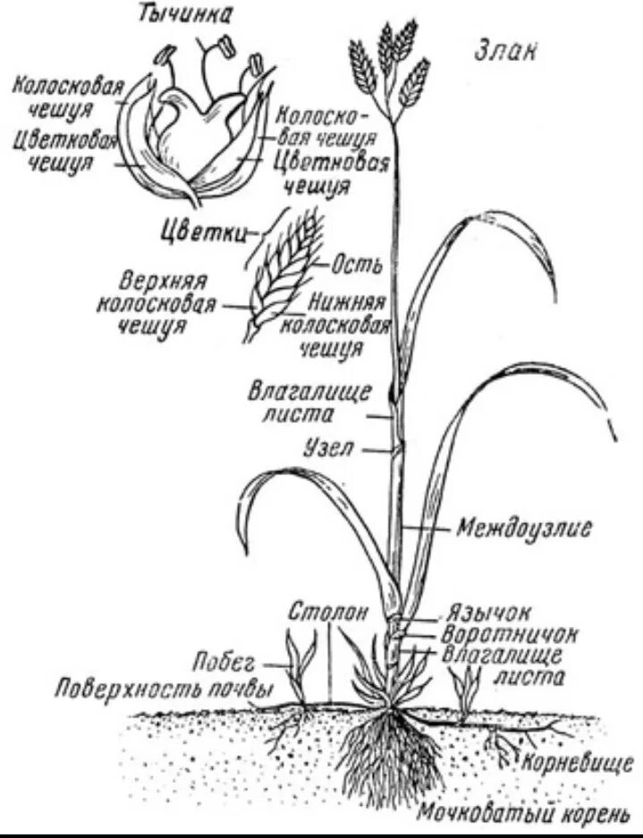 Органы злаковых. Семейство злаковые схема. Строение цветка злаковых. Строение злаковых трав. Цветок ржи строение схема.