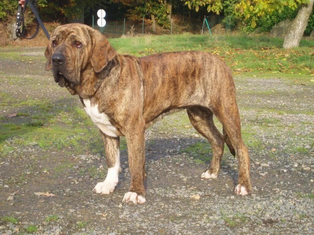 Фила бразилейро мастиф. Собака с мячиком. Brazil dog. Brazil dog. Фила бразильера порода собак.