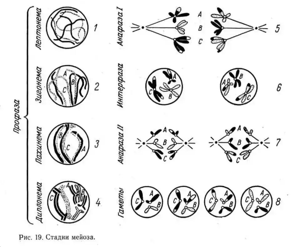 Фазы мейоза 1. Мейоз 1 процессы. Фазы мейоза схема. Схема мейоза 9 класс биология.