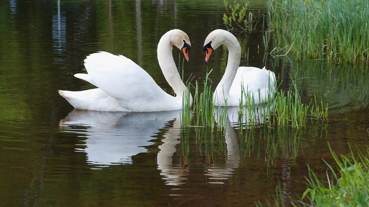 Белые лебеди на озере. Лебедь. Лебеди на озере. Лебеди (птицы). Лебеди в пруду.
