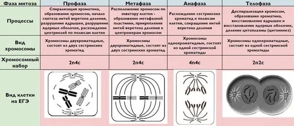 Фазы рисунок процессы. Стадии митоза. Стадии митоза таблица. Фазы митоза g1. Фазы митоза таблица.
