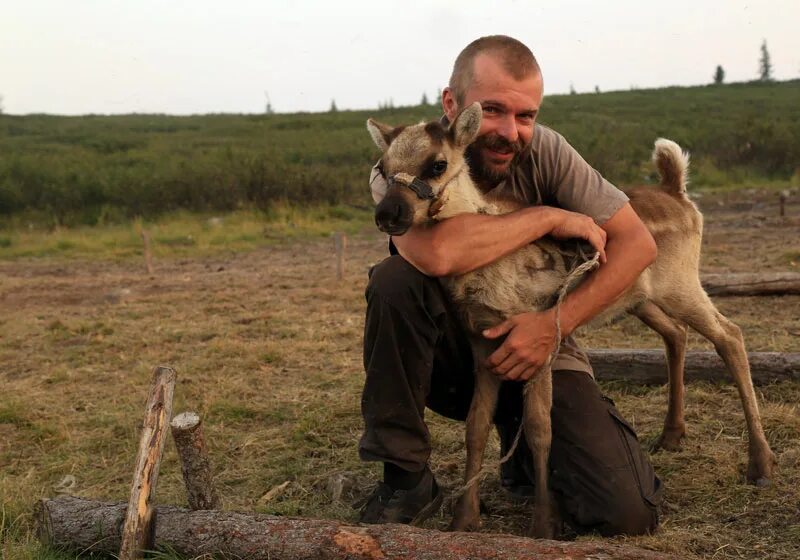 благородный олень и человек. северные регионы фото. хозяин оленей. оленя я пришел. хозяин оленей (2018).