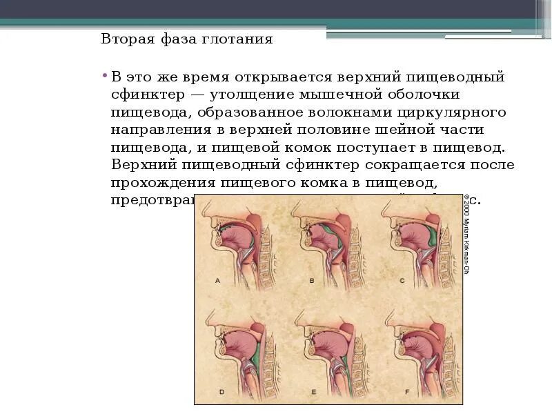 Фазы глотания