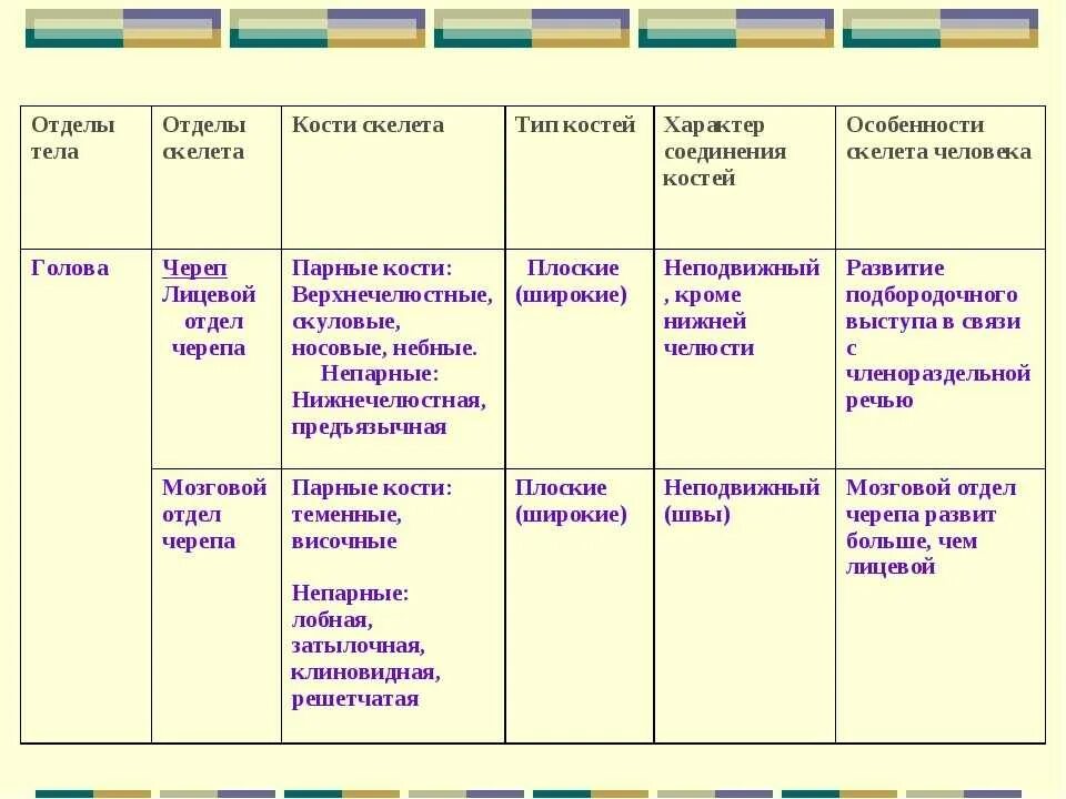 Отдел скелета особенности строения функции. Отделы скелета человека таблица 8 класс биология. скелет человека таблица по биологии 8 класс отдел скелета кости. опишите основные отделы скелета человека таблица. таблица по биологии 8 класс строение скелета человека.