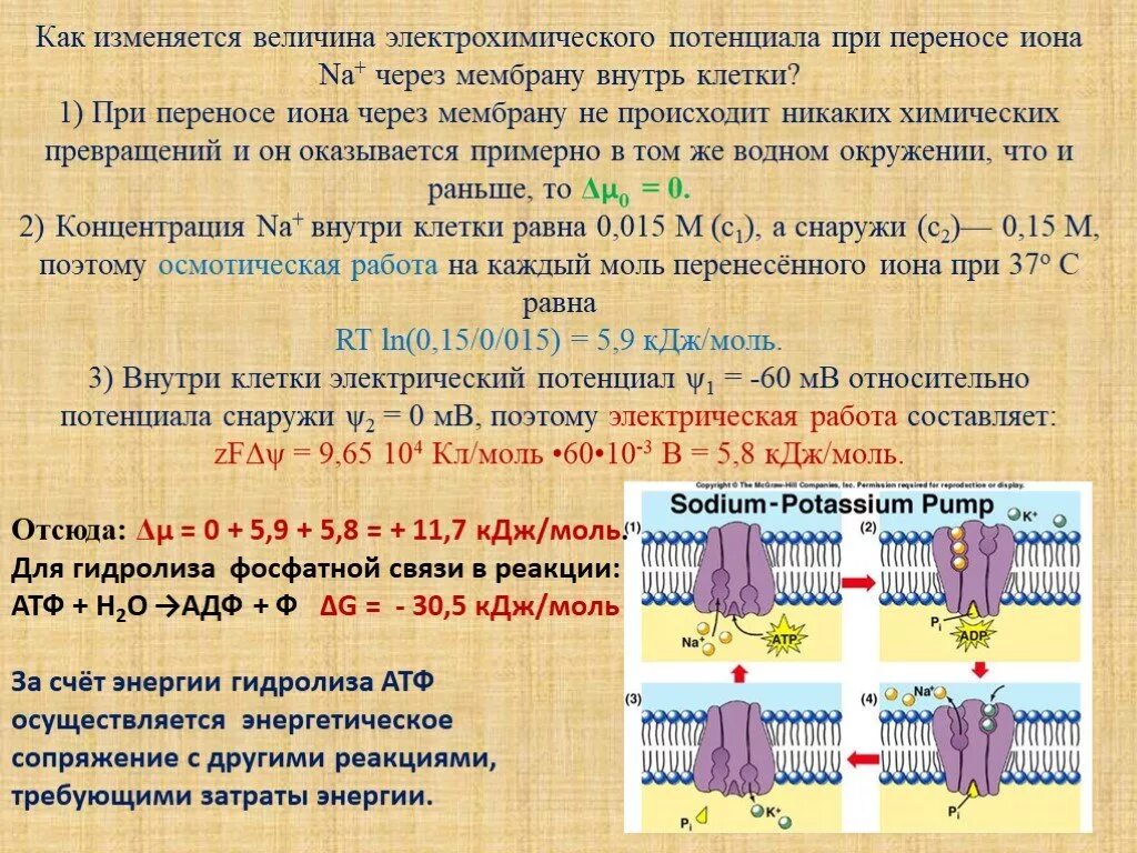 1 моль атф. Перенос ионов через мембрану. Движение ионов через мембрану. Процесс однонаправленного перемещения ионов через мембрану. Сравнение движения ионов через клеточную мембрану.