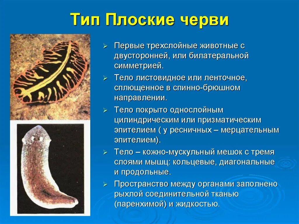Трехслойные животные это. Плоские черви трехслойные животные. трехслойность плоских червей. беспозвоночные тип плоские черви. ресничные сосальщики ленточные черви.