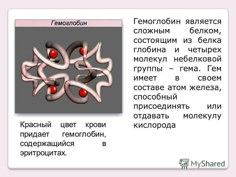 Гемоглобин какая ткань. Гемоглобин является. Атом железа в эритроцитах. Молекула гемоглобина. Структура гемоглобина.