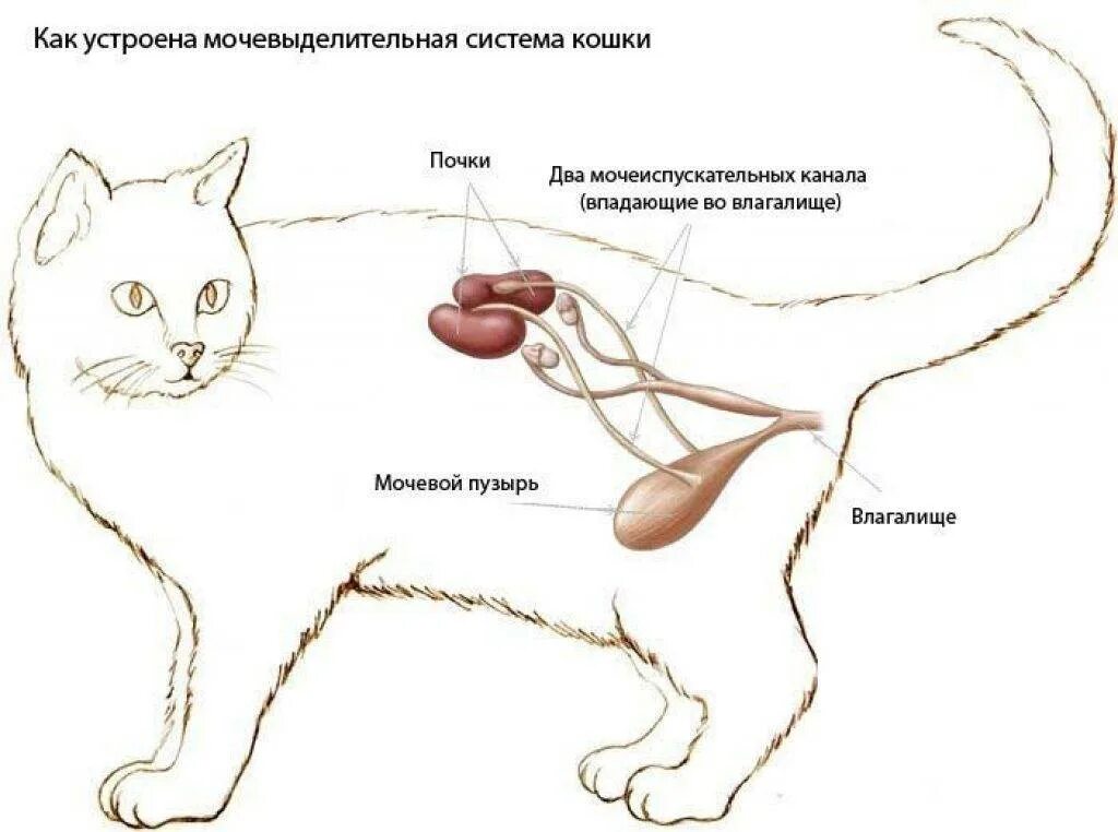 Особенности мочеиспускательного канала. Мочеполовая система кота анатомия. Мочевой пузырь у кота расположение. Мочевой пузырь у кошки расположение. Анатомия кота мочевой пузырь.