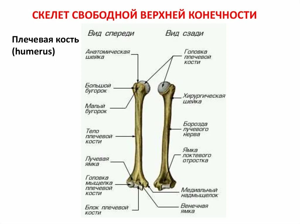 Плечевая кость анатомическая шейка. Плечевая кость венечная ямка. Анатомическая шейка плечевой кости. Самая крупная кость свободных конечностей