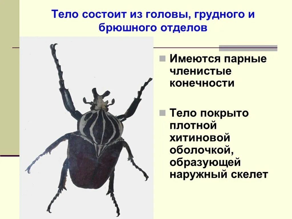 Наружный хитиновый покров разделенное на отделы тело. Тело покрыто плотной хитиновой оболочкой. Наружного хитинового скелета. Наружный скелет жука. Животные имеют три пары ног тело покрыто плотной оболочкой.