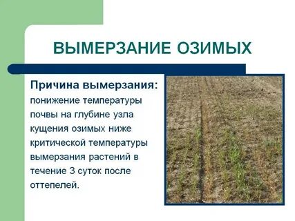 Температура озимая