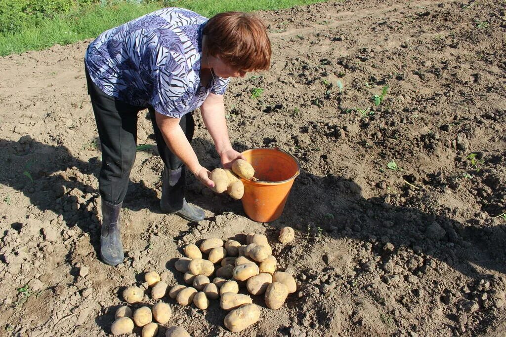 Картофель в земле. Двойные урожаи картофеля. Сажать картошку картинки. Для детей посадка картофель. Урожайность картофеля у двух