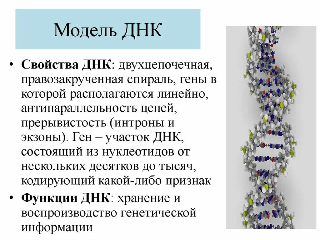 Признаки описания днк. Двухцепочечная модель днк. строение свойства и функции днк. структуры свойства и функции днк. свойства молекулы днк.