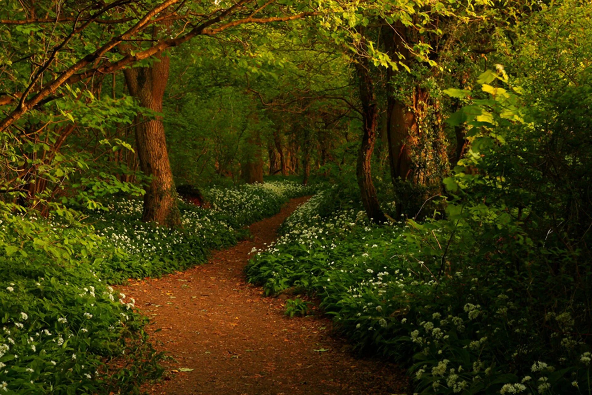 Forest paths