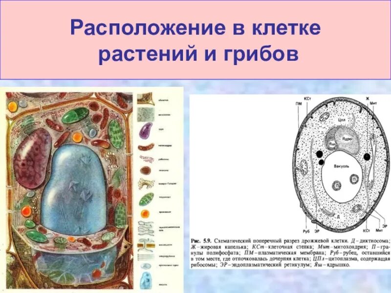 Растительная клетка. Растительная клетка наличие ядра