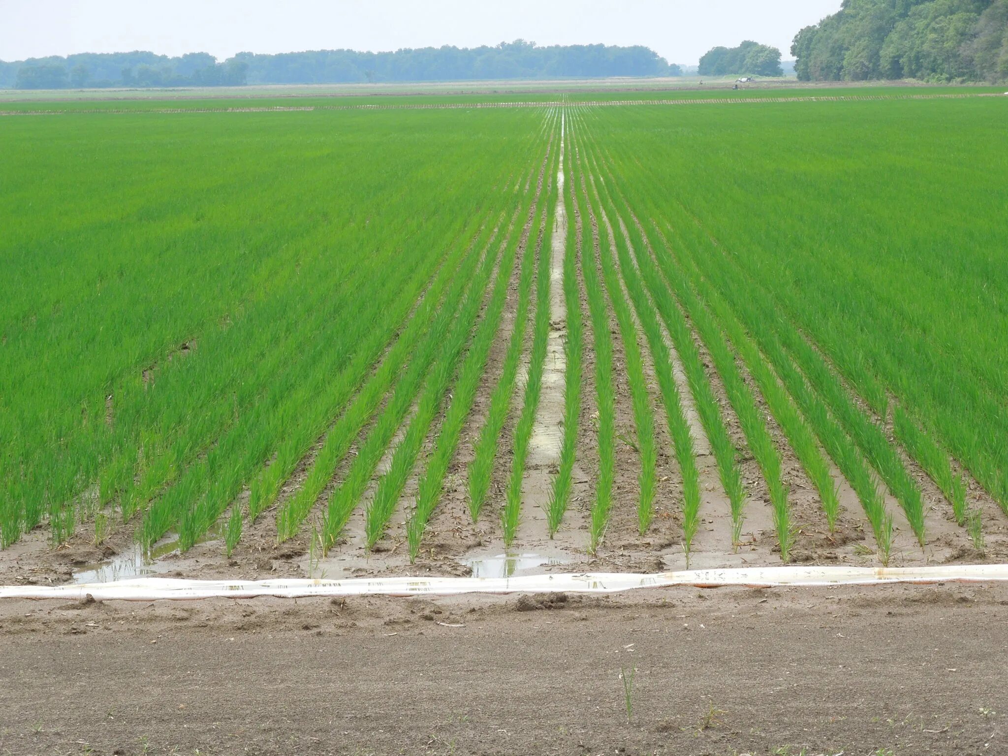 Поливной рис. Рис поливают. Furrow Irrigation. Миссисипский рис. Row fields