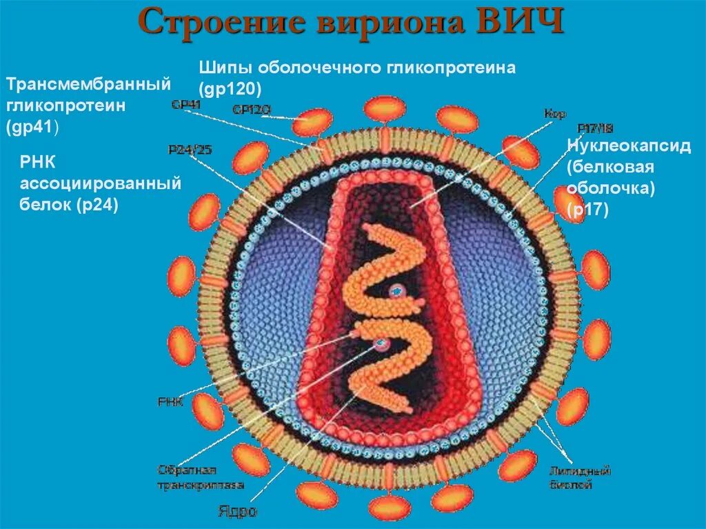 Вич биология. Строение вириона ВИЧ инфекции. ВИЧ инфекция структура вириона. Схема строения вириона ВИЧ инфекция. Строение ВИЧ вируса схема.