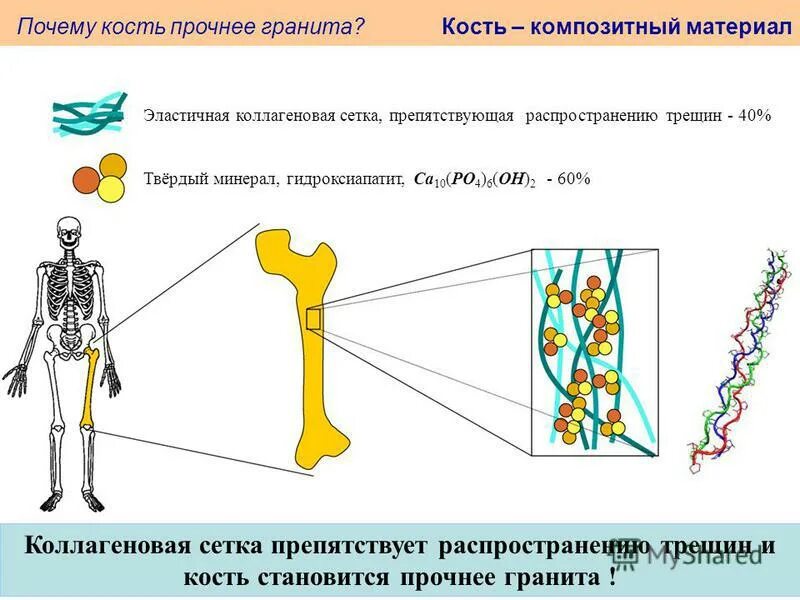 Крепкие кости. Кость прочность материала. Легкие кости. Насколько крепок