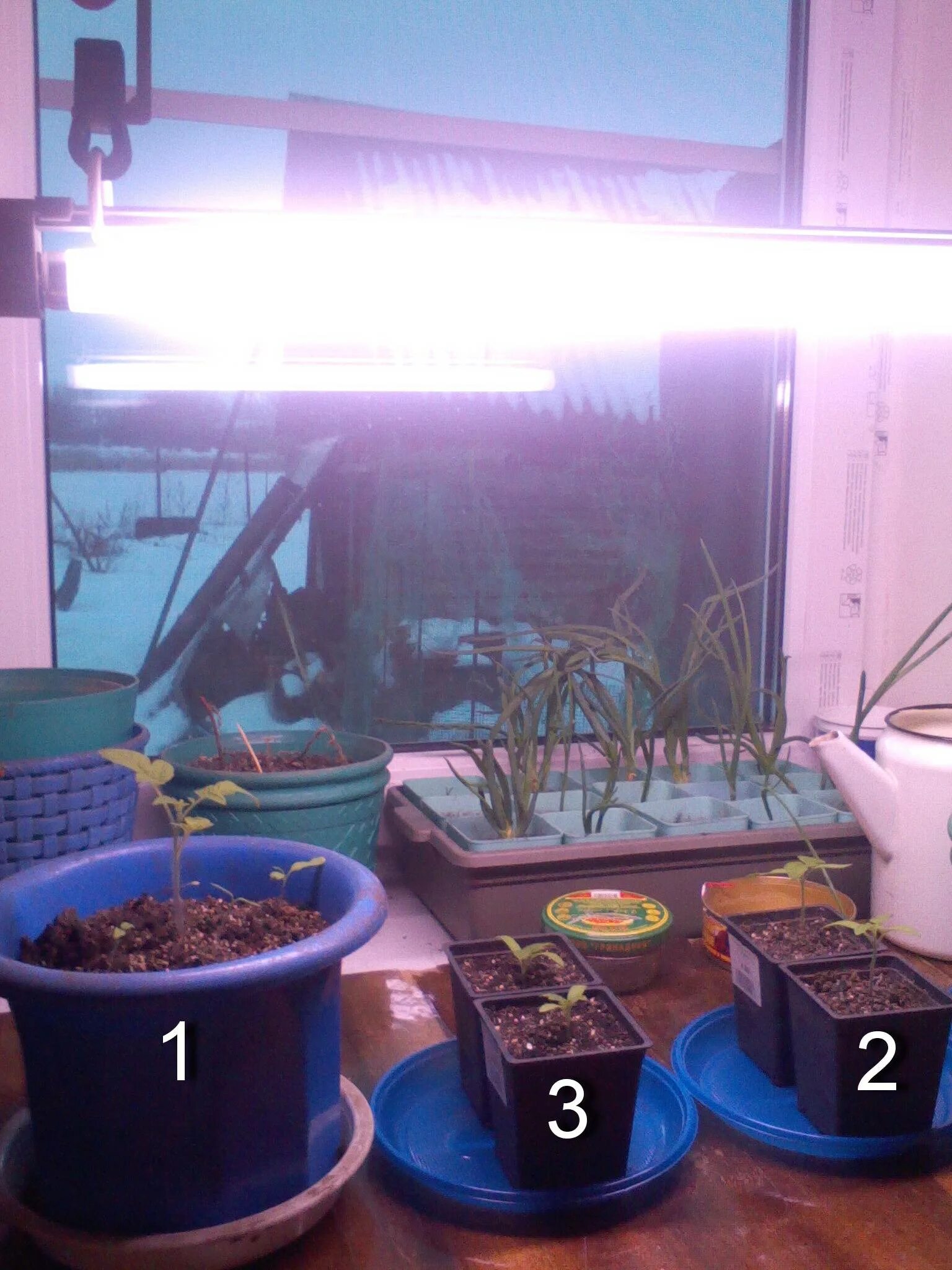 Сколько часов нужно подсвечивать рассаду. Светодиодная лента для досвечивания растений. Подсветка для рассады. Лампа для рассады. Подсветка ламповая для рассады.