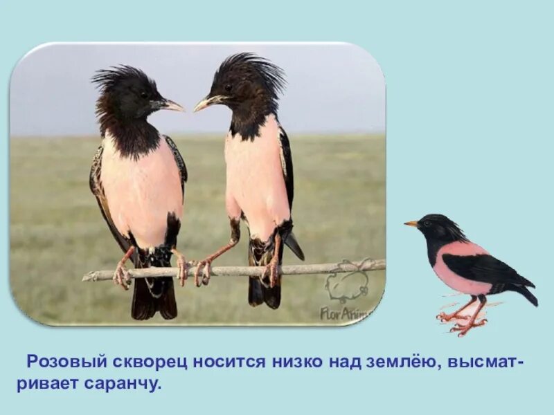 3 класс розовый скворец. Розовый скворец красная книга. розовый скворец в крыму красная книга. птица розовый скворец.