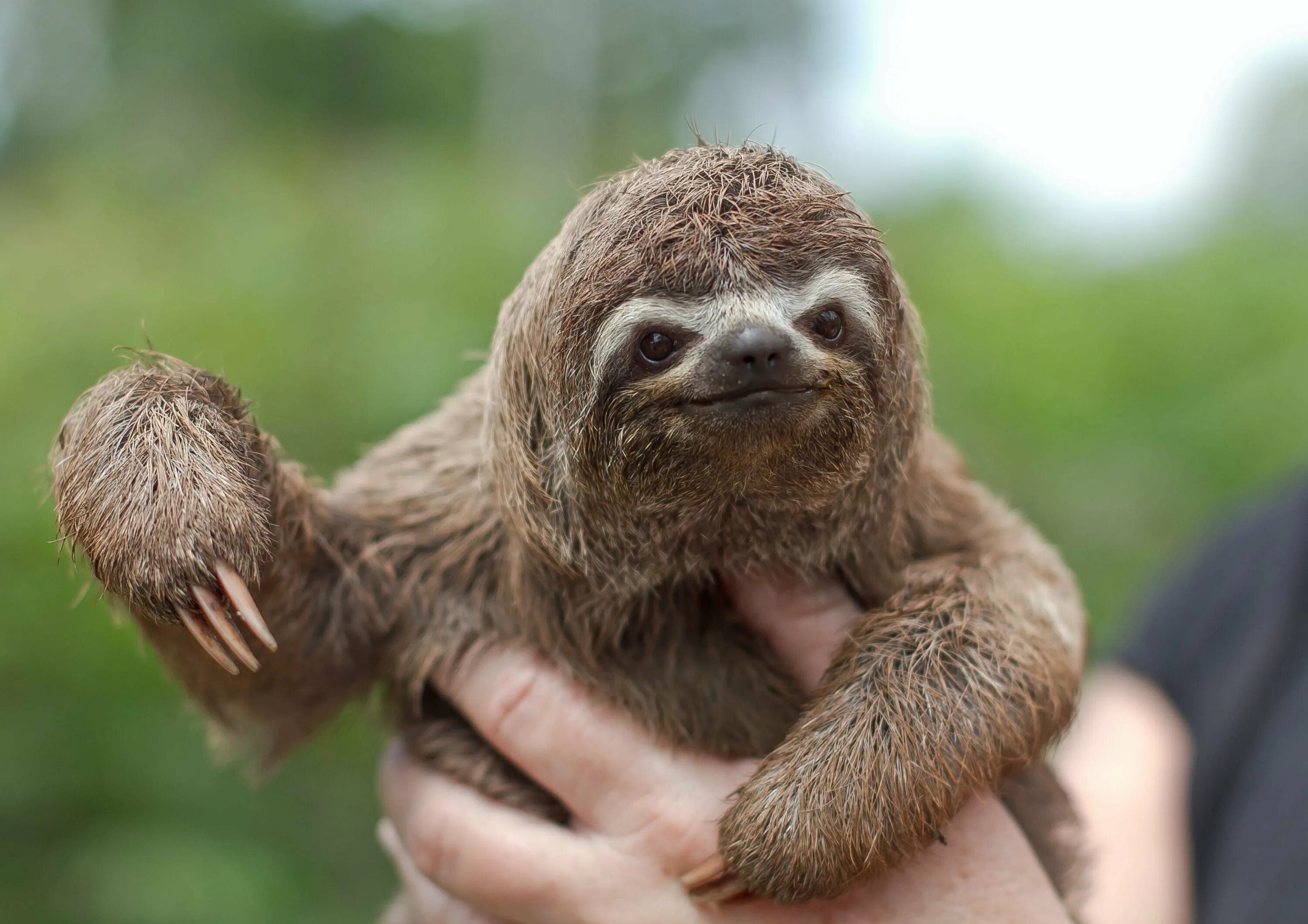 Бурогорлый ленивец. Самоемедленое животное в мире. Какое животное медленное. Ленивец 3000. Трехпалый ленивец.