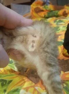 Отличить котенка мальчика от девочки 1 месяц