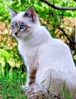 Келласская кошка