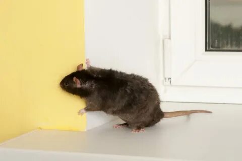 How to Get Rid Of Rodents Under Mobile Home 