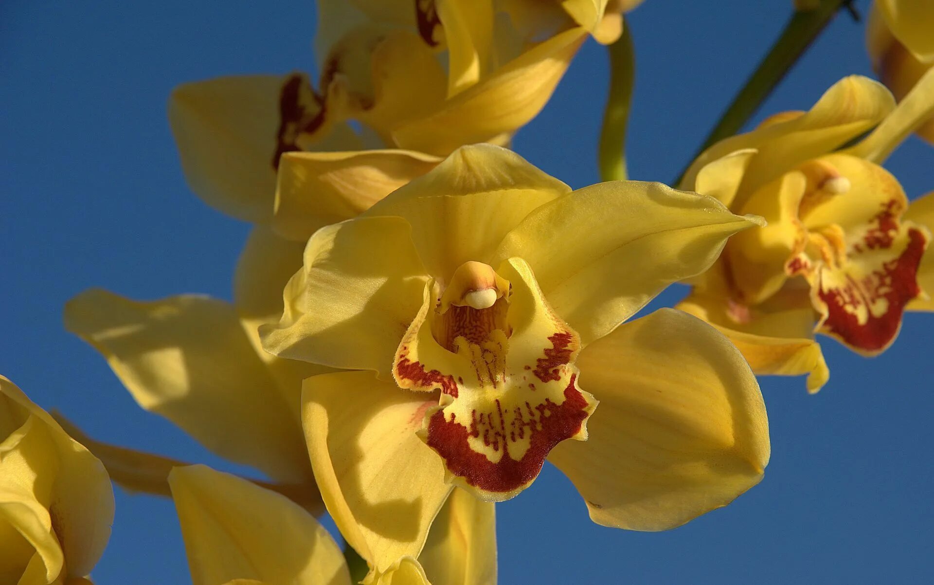 Цимбидиум Йеллоу. Орхидея Цимбидиум желтая. Карибиан Дрим Орхидея. Лимонная Цимбидиум.