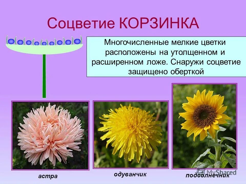 Соцветия первого типа имеет одуванчик. Семейство Сложноцветные одуванчик лекарственный. Соцветие сложноцветных растений.