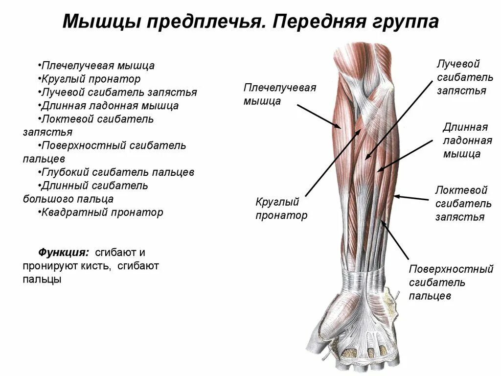 Предплечье окружающий мир 4 класс. Мышцы предплечья анатомия человека. Функции передней мышцы предплечья. Сгибатели предплечья мышцы анатомия. Мышцы предплечья анатомия задняя группа.