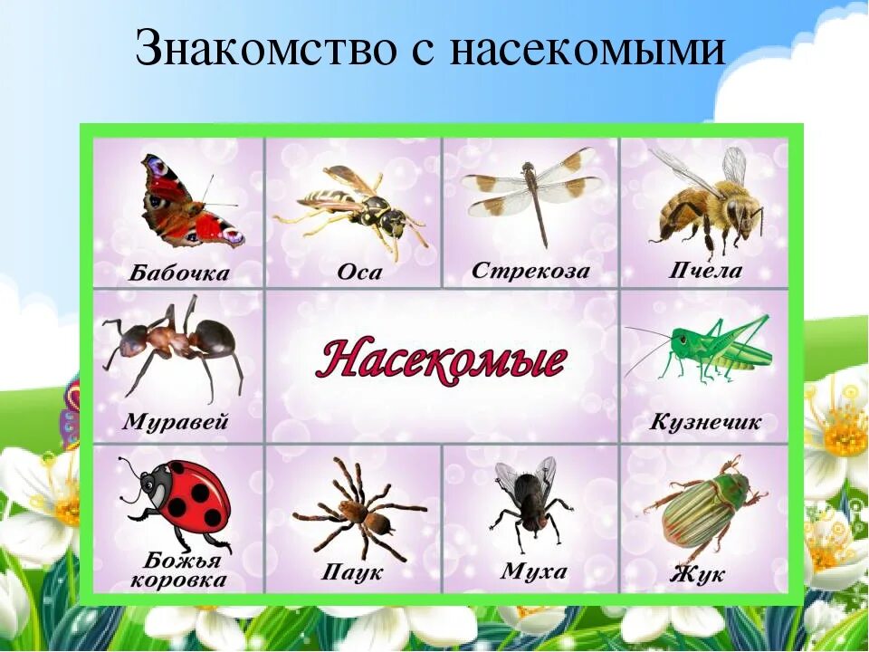 Ознакомление с окружающим миром тема насекомые. Насекомые для дошкольников. Насекомые для детей рассказать. Насекомые картинки. Насекомые с названиями для детей.