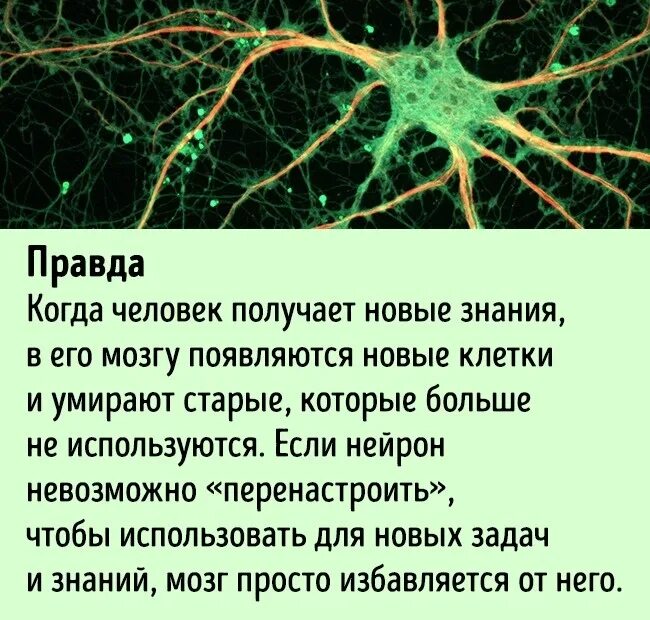 Нервная клетка. Нейроны головного мозга. Восставнавливаются ди нервные клеьки. Нейронные клетки мозга.