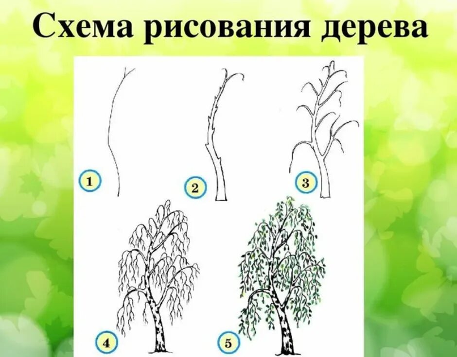 Как нарисовать березу карандашом поэтапно для детей. Как нарисовать березу карандашом поэтапно для детей