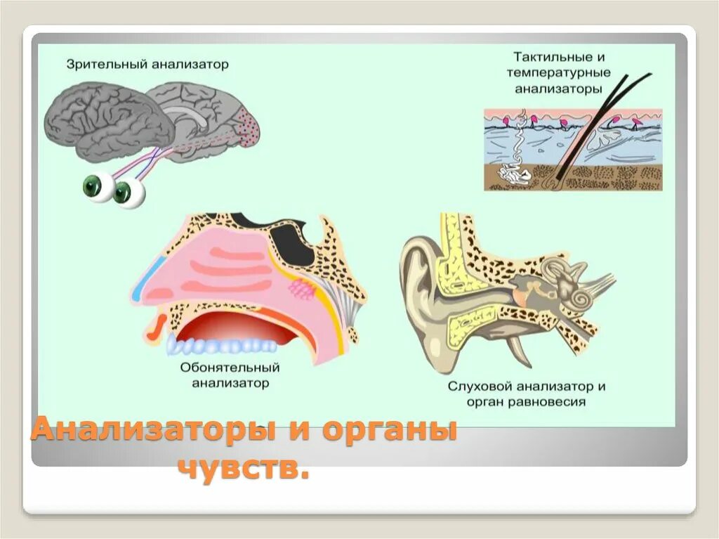 Зрительный слуховой вкусовой обонятельный осязательный анализатор. Зрительный слуховой обонятельный анализаторы это. Анализаторы органы чувств. Биология органы чувств анализаторы.