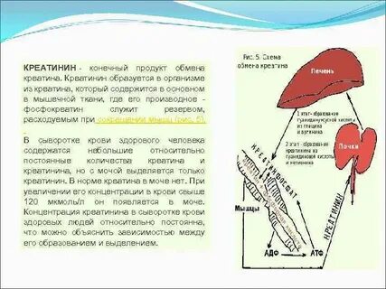 Креатинин образуется в