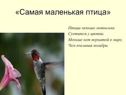 Маленькая птичка слова