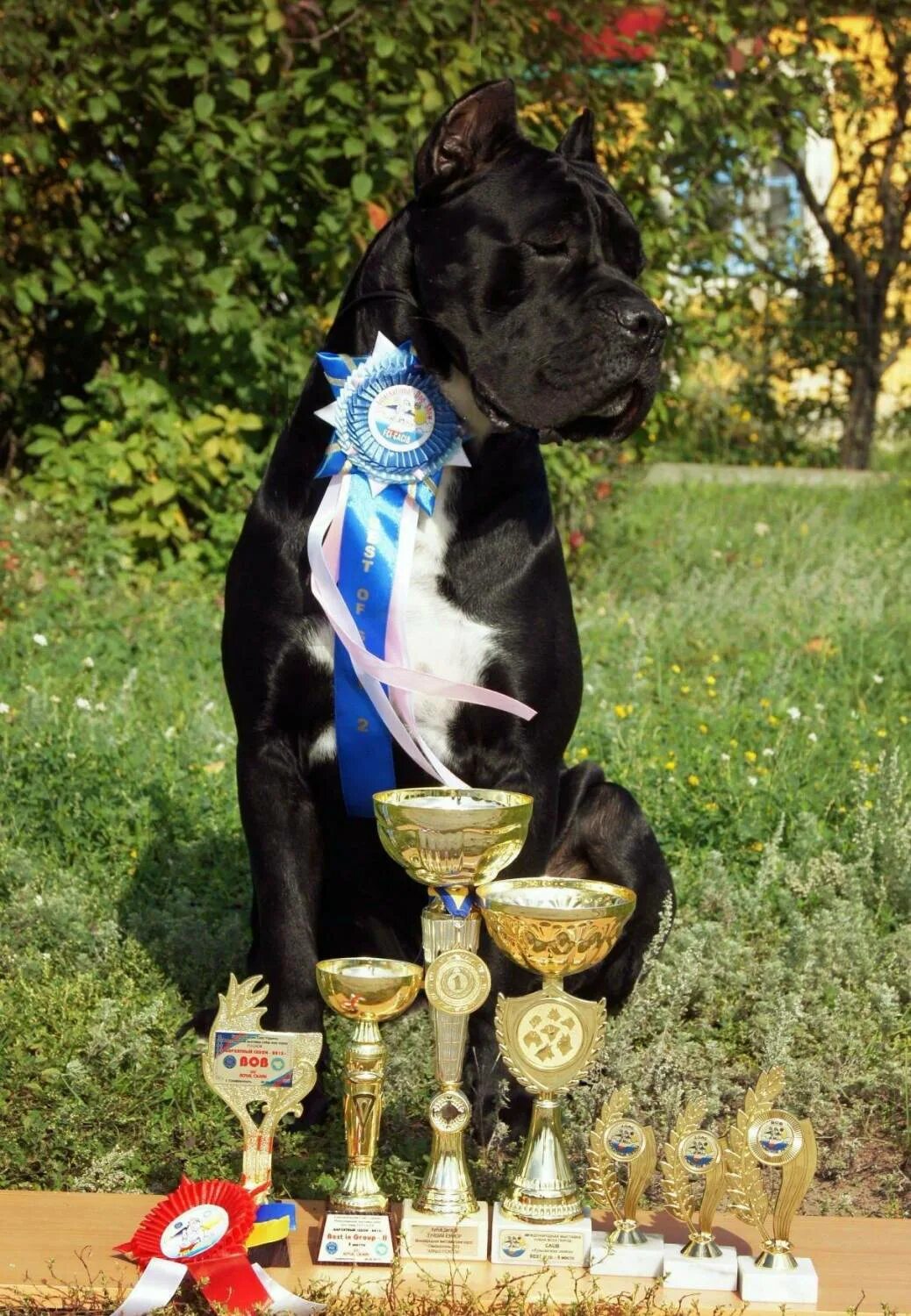 Собака с Кубком. Кубок выставка собак. Собака чемпион. Медали собак на выставках.