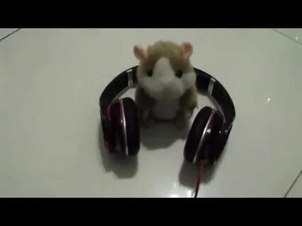 Хомяк поет песню