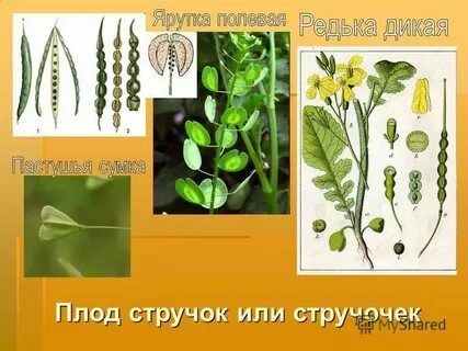 Плод стручок или стручочек какое семейство