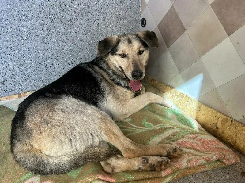 У овчарки подкашиваются задние лапы. Немецкая овчарка сильвер. Собака с поджатым хвостом. Дегенеративная миелопатия у корги. Шлейка с поддержкой задних лап.